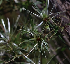 Clematis microphylla