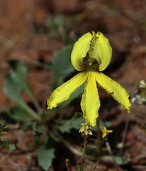 Goodenia arguta