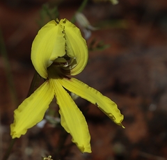 Goodenia arguta