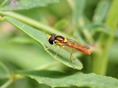 Sphaerophoria macrogaster