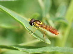 Sphaerophoria macrogaster