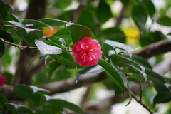Camellia
