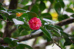 Camellia