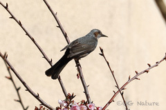 Hypsipetes amaurotis