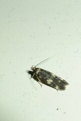 Oegoconia deauratella