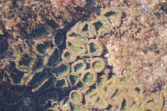Palythoa mutuki