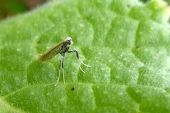 Aspilapteryx tringipennella