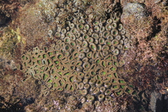 Palythoa mutuki