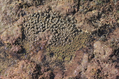Palythoa mutuki