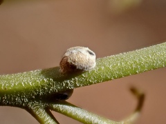 Eriococcus