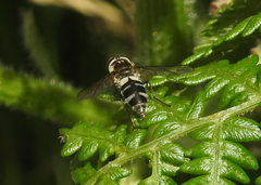 Leucozona laternaria