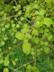 Coprosma rotundifolia