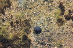 Nerita picea