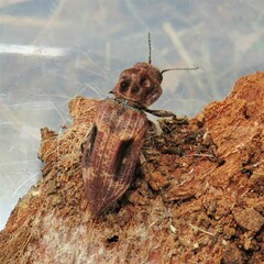 Nascio vetusta