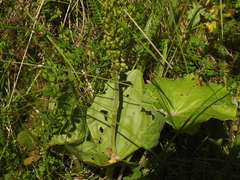 Neottia ovata