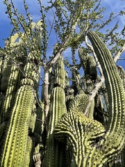 Stenocereus thurberi