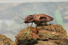 Nascio vetusta