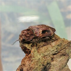 Nascio vetusta