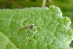 Aspilapteryx tringipennella