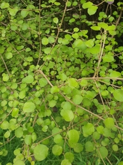Coprosma rotundifolia