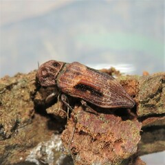 Nascio vetusta