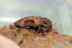 Nascio vetusta