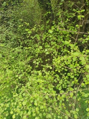 Coprosma rotundifolia