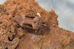 Nascio vetusta