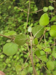 Coprosma rotundifolia
