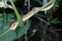 Pareas carinatus