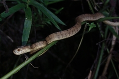 Pareas carinatus