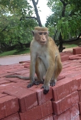 Macaca sinica