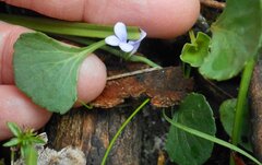 Viola sieberiana