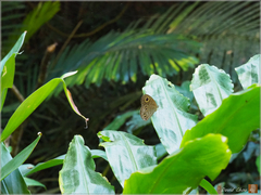 Ypthima angustipennis