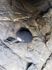 Nerita melanotragus