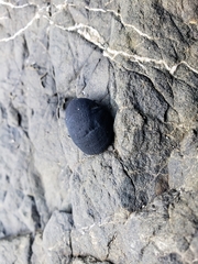 Nerita melanotragus