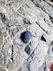 Nerita melanotragus