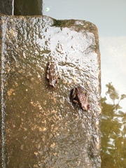 Polypedates cruciger