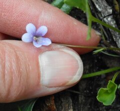 Viola sieberiana