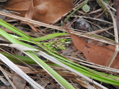 Carex breviculmis