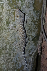 Gekko gecko