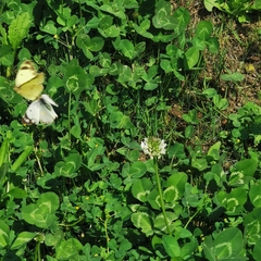 Colias poliographus