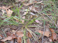 Carex breviculmis
