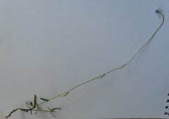 Wahlenbergia multicaulis