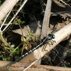 Trigomphus agricola