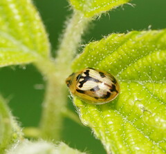 Peltoschema hamadryas