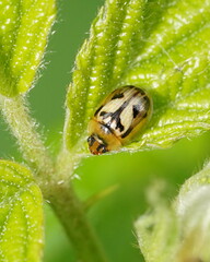 Peltoschema hamadryas