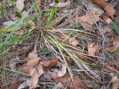 Carex breviculmis