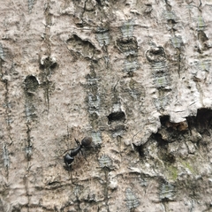 Camponotus japonicus