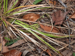 Carex breviculmis